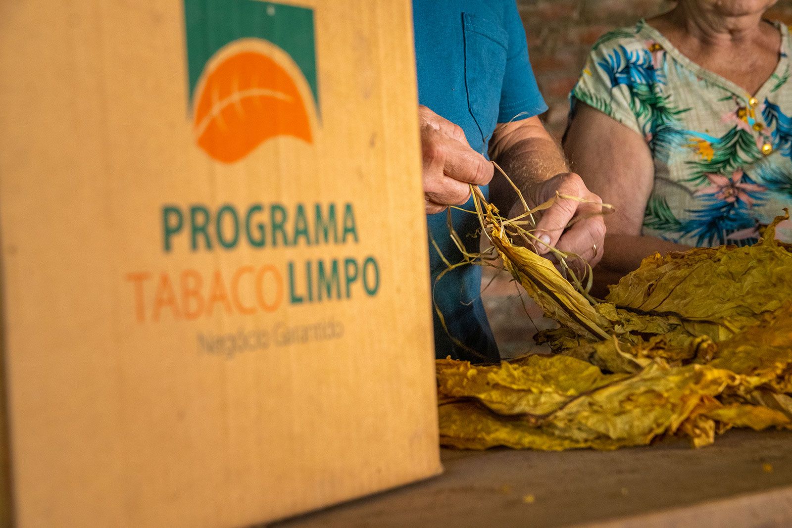 A qualidade do tabaco depende da atenção e cuidados