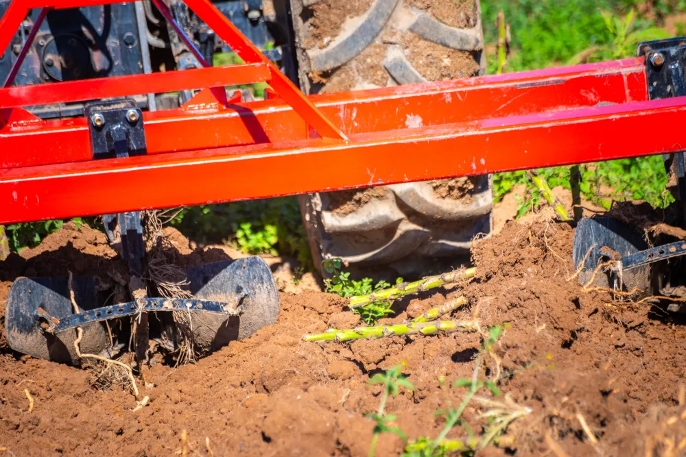Momento Estilo China: eliminação da soca após a colheita do tabaco