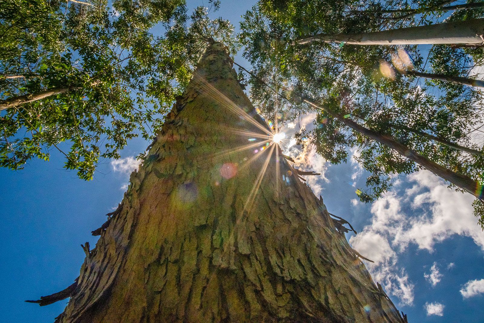 A cura do tabaco com fonte de energia sustentável